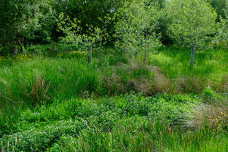 The chaotic scramble that is the wetland