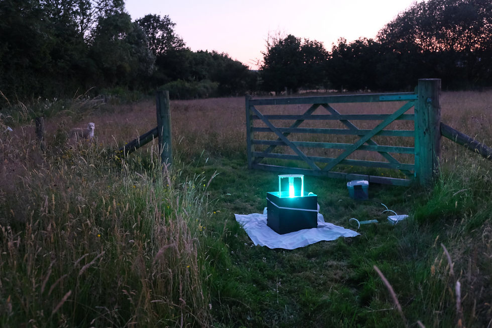 The moth trap set up in late evening at the end of the wetland. Tilly (through the fence) was rather doubtful it was safe to pass and took some persuading! Maybe UV light looks really strange to dogs?