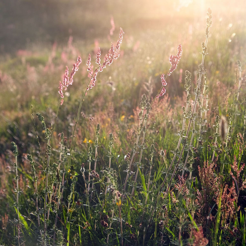 Common Sorrel, Ladys Bedstraw, Sheep Sorrel, Birds Foot Trefoil in late Spring lushness on the tumps