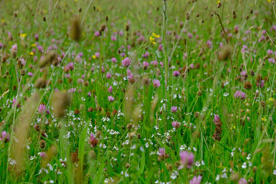 White Eyebright flowers forming an underblanket in the bottom meadow this summer