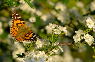 Newly minted Painted Lady on Blackthorn