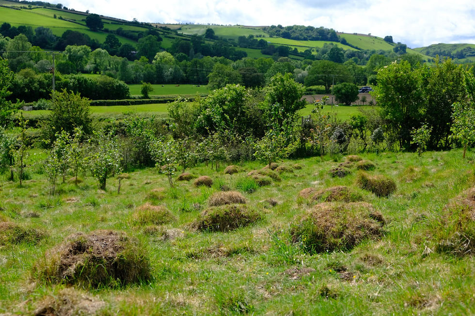 Growing anthills in the lower part of the far field (you can see the young trees just beyond). The ponies browsed the trees a bit favouring the Beech in particular. All trees have recovered since!
