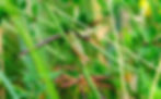 blog grasshopper.jpg