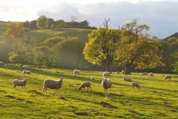 Evening Sunlight, Treverward