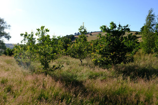 The top wood in May 2026