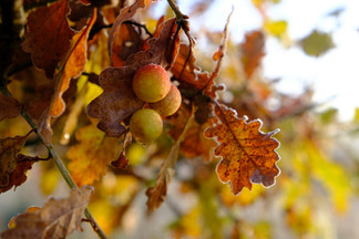2025 was the year of the gall. These are marble galls on Oak.