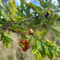 More galls! Marble, Spangle & Artichoke (I think) on just one Oak branch