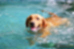 A yellow retriever practising canine hydrotherapy