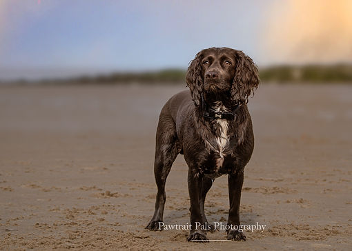 Chocolate Springer Spaniel