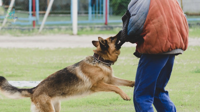 Legal Options and Next Steps After a Dog Attack