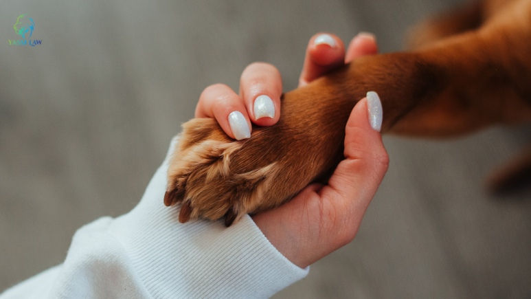 What Victims Must Prove to Establish Dog Owner Responsibility