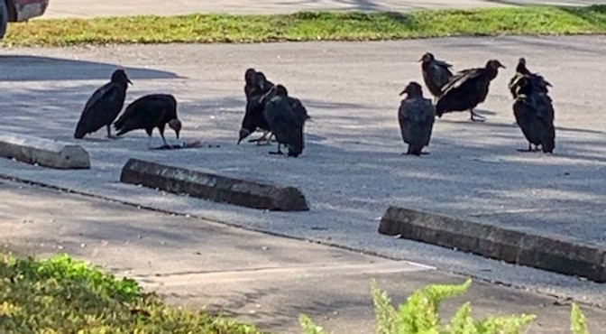 vultures.jpg