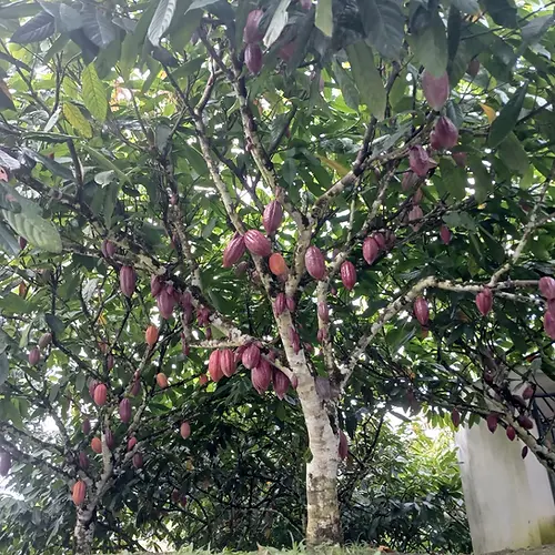 Ontem foi de passeio na fazenda de cacau com a visitação na fábrica de licor da Iracema q