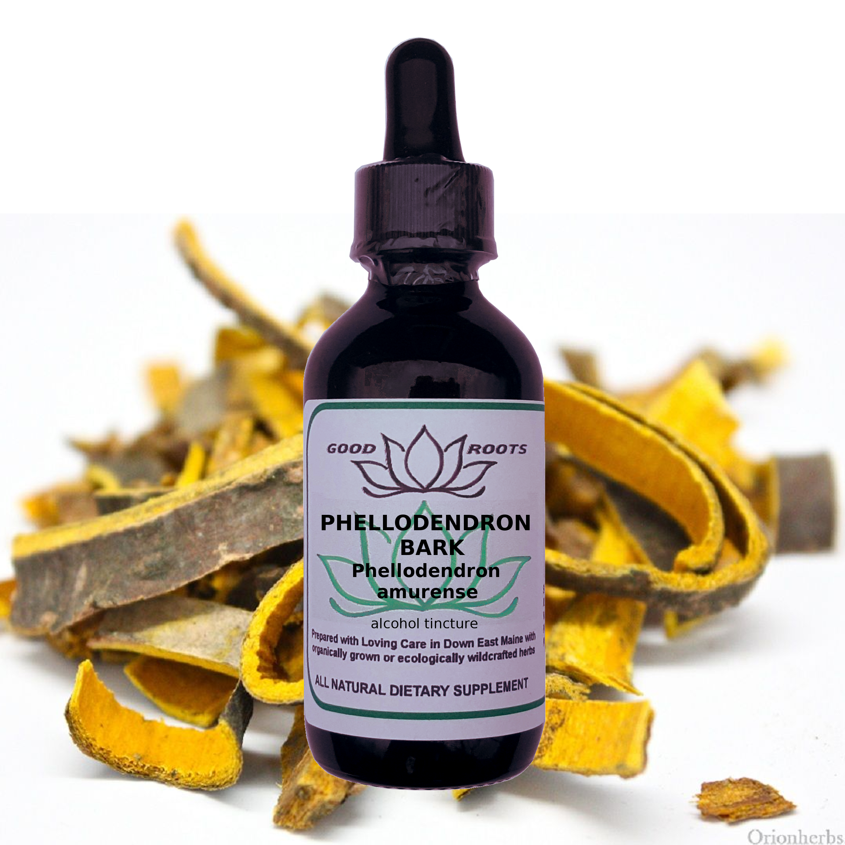 bottle of phellodendron extract in front of dried huang bai root