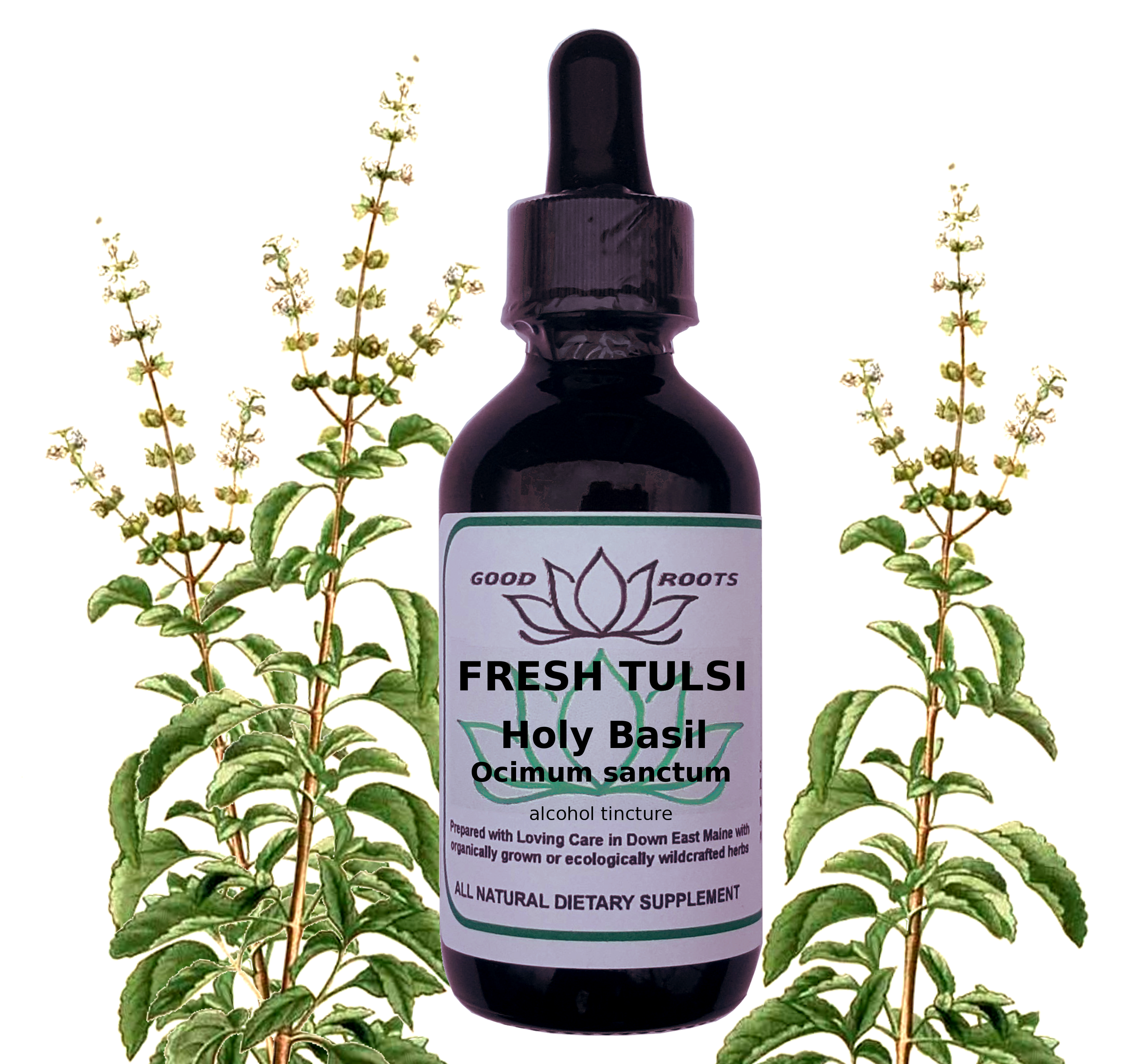Tulsi Holy Basil Fresh Tincture