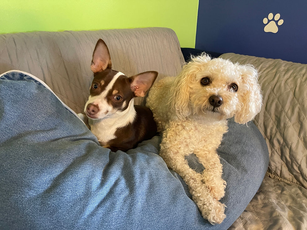 Little Dogs Club Daycare Boarding Mt Pleasant