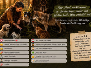 Fiddle About beim Hund