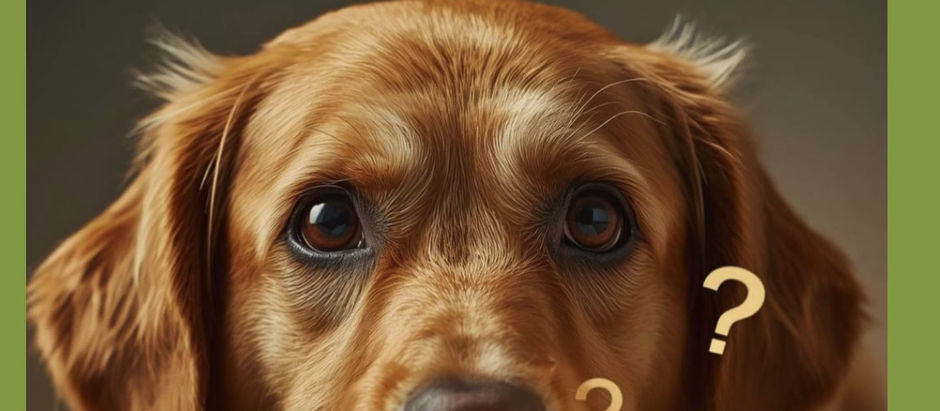 Unverträglichkeit Hund