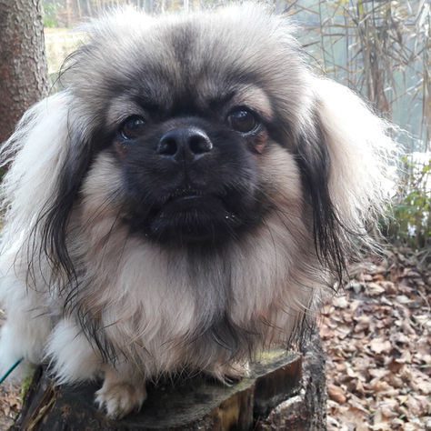 Mein Hund war eine Zumutung - aber in Wahrheit ist er ein Geschenk