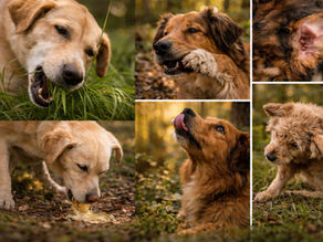 10 Warnsignale, dass der Stoffwechsel Deines Hundes Unterstützung braucht