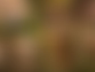 10 Warnsignale, dass der Stoffwechsel Deines Hundes Unterstützung braucht