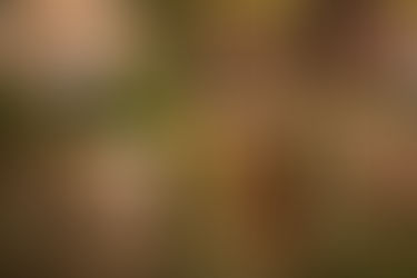 10 Warnsignale, dass der Stoffwechsel Deines Hundes Unterstützung braucht