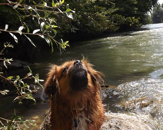 die ETWAS ANDERE Hundeschule