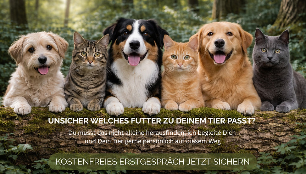 Hunde mit hochwertigem Hundefutter