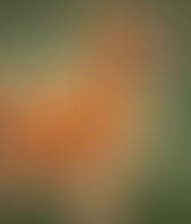 Bauchspeicheldrüse Hund