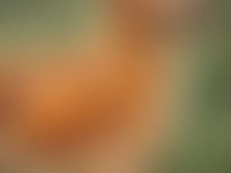 Bauchspeicheldrüse Hund