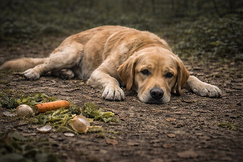 Der hund hat ständig Hunger