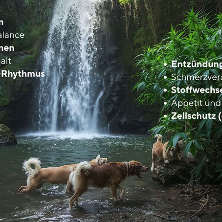 Ein Hund in diesem Zustand ist in vielen Situationen nicht mehr "trainierbar" | über ein CBD das einzigartig ist