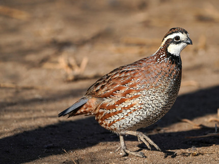 Quail Camp Farm | quail hunting birds for sale