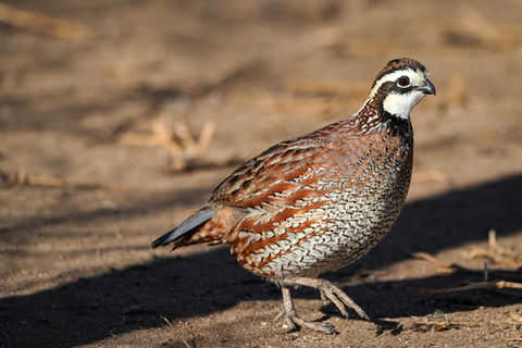 quail hunting birds for sale, dog trial and quail hunting birds, game birds for sale, bobwhite quail hunting, quail for sale, missouri, kansas, oklahoma, arkansas, nebraska, iowa, kentucky, tennessee