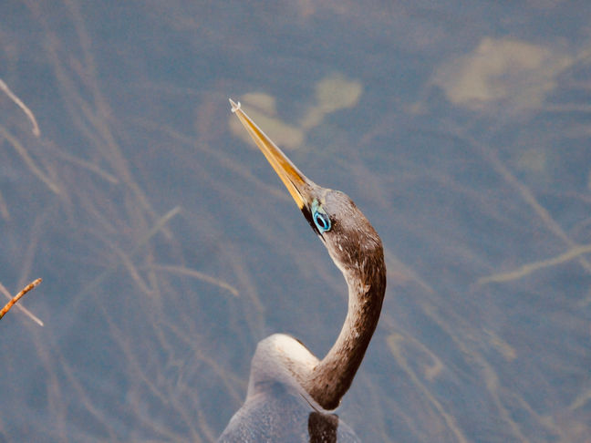 Guest Photographer: Henry Gaines Coddington