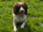 Dog Sitter Penparc