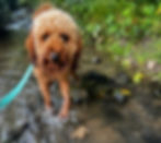 Dog Daycare Ceredigion