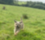 Dog Daycare Ceredigion
