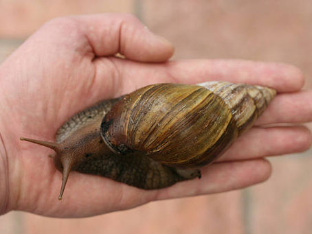 LE LUMACHE GIGANTI MINACCIANO L’AGRICOLTURA