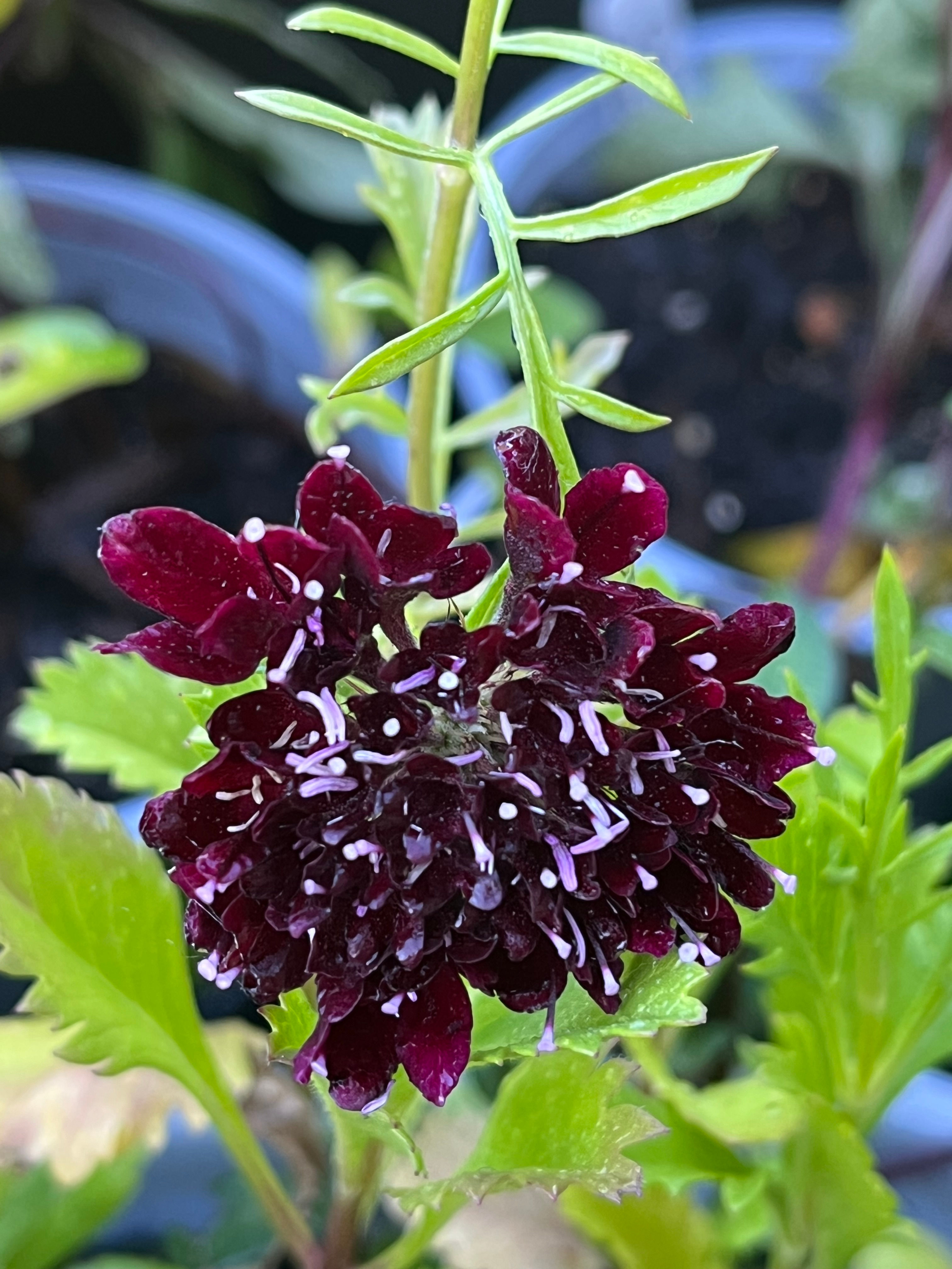 Scabiosa Black Knight