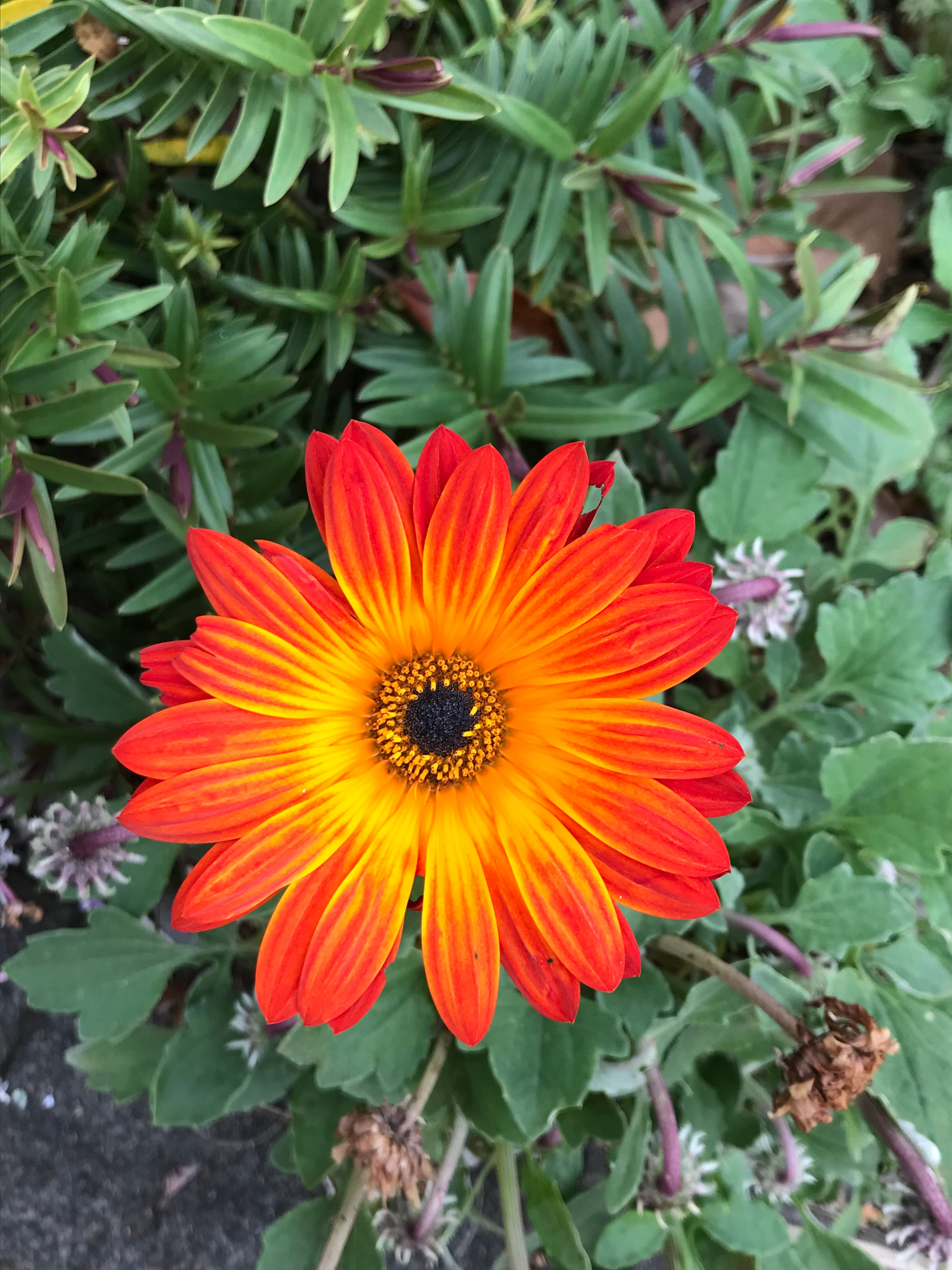 Arctotis Orange