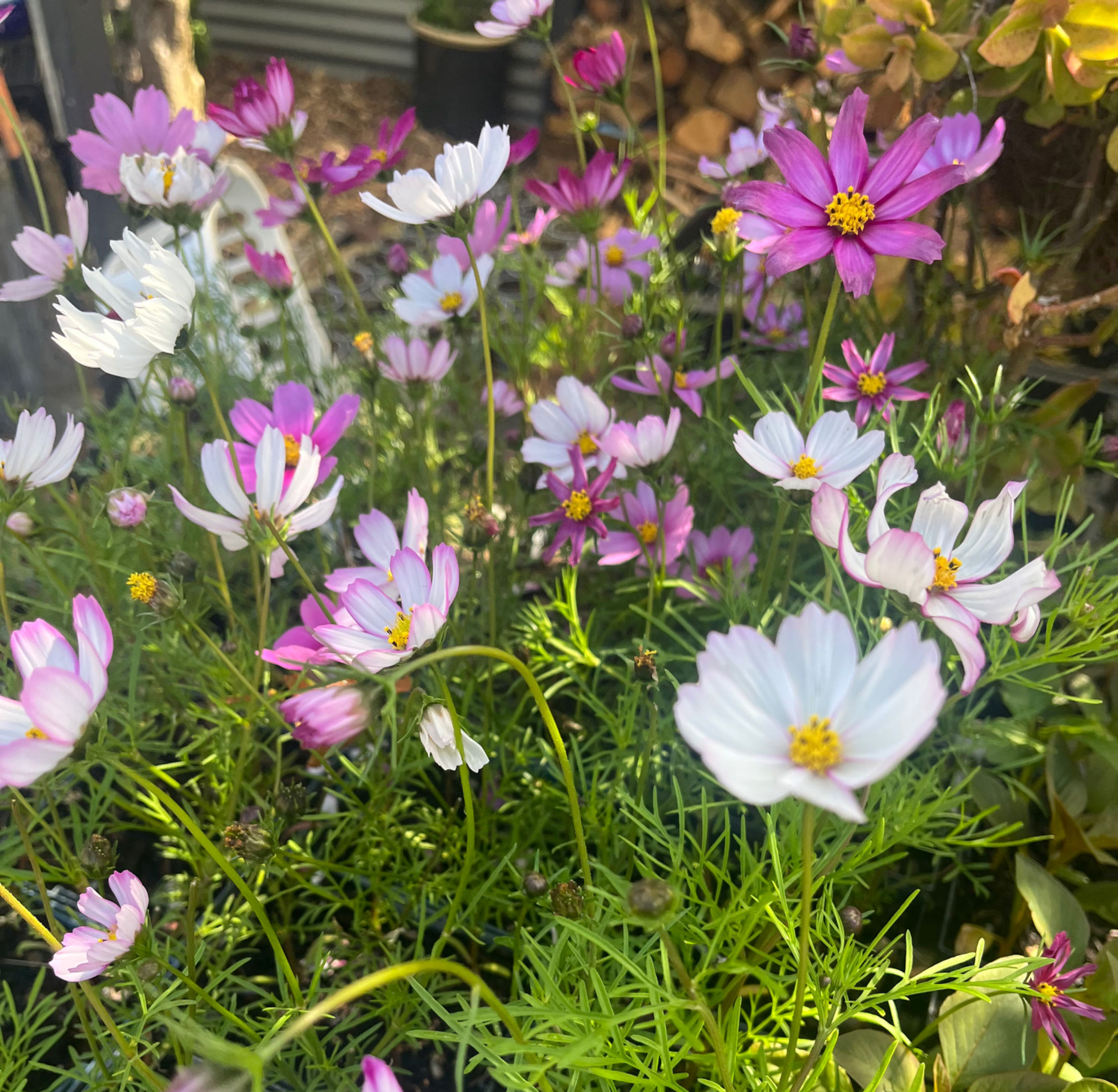 Cosmos Picotee Mix - sold in punnets of 6