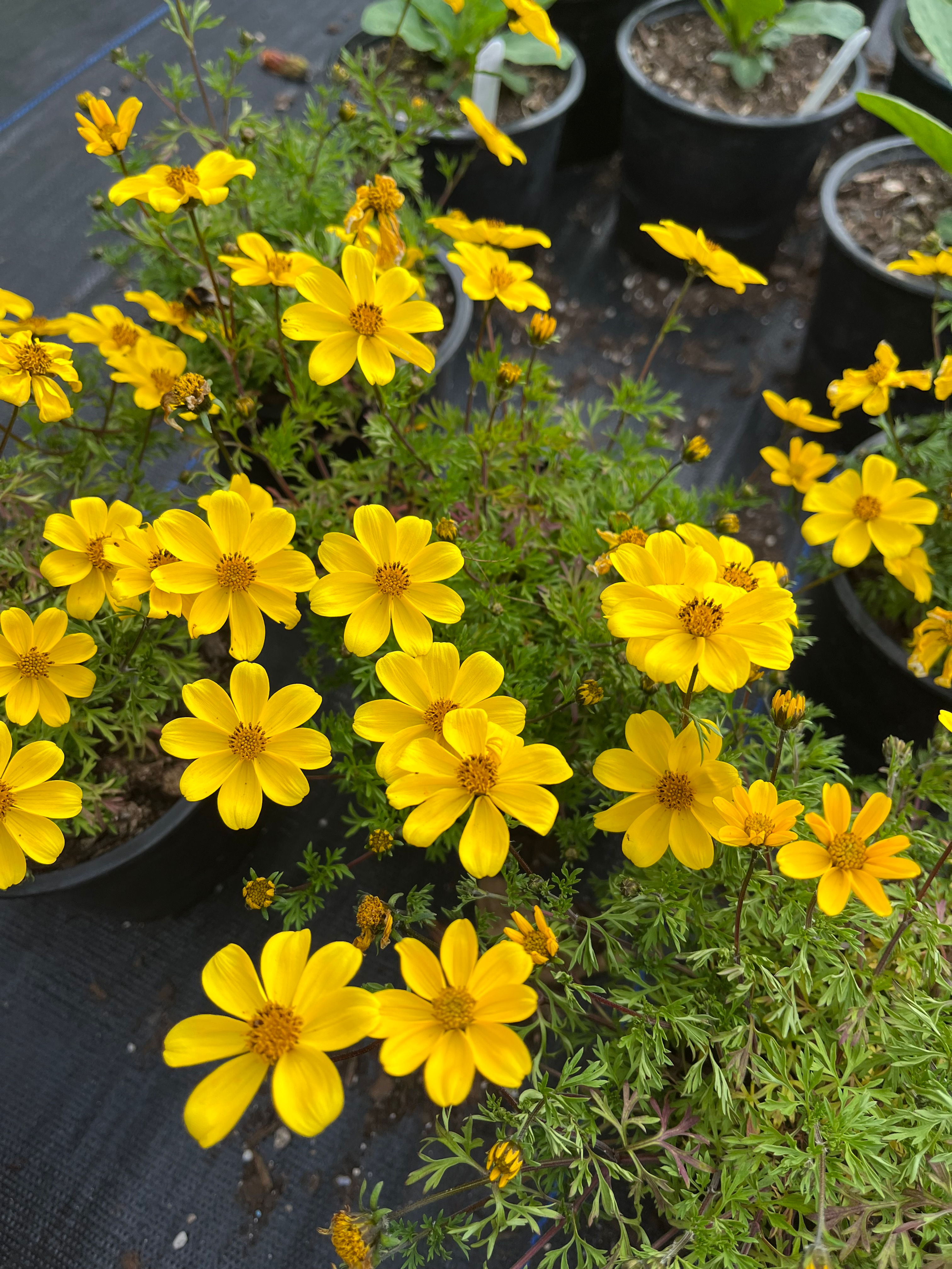 Bidens Yellow