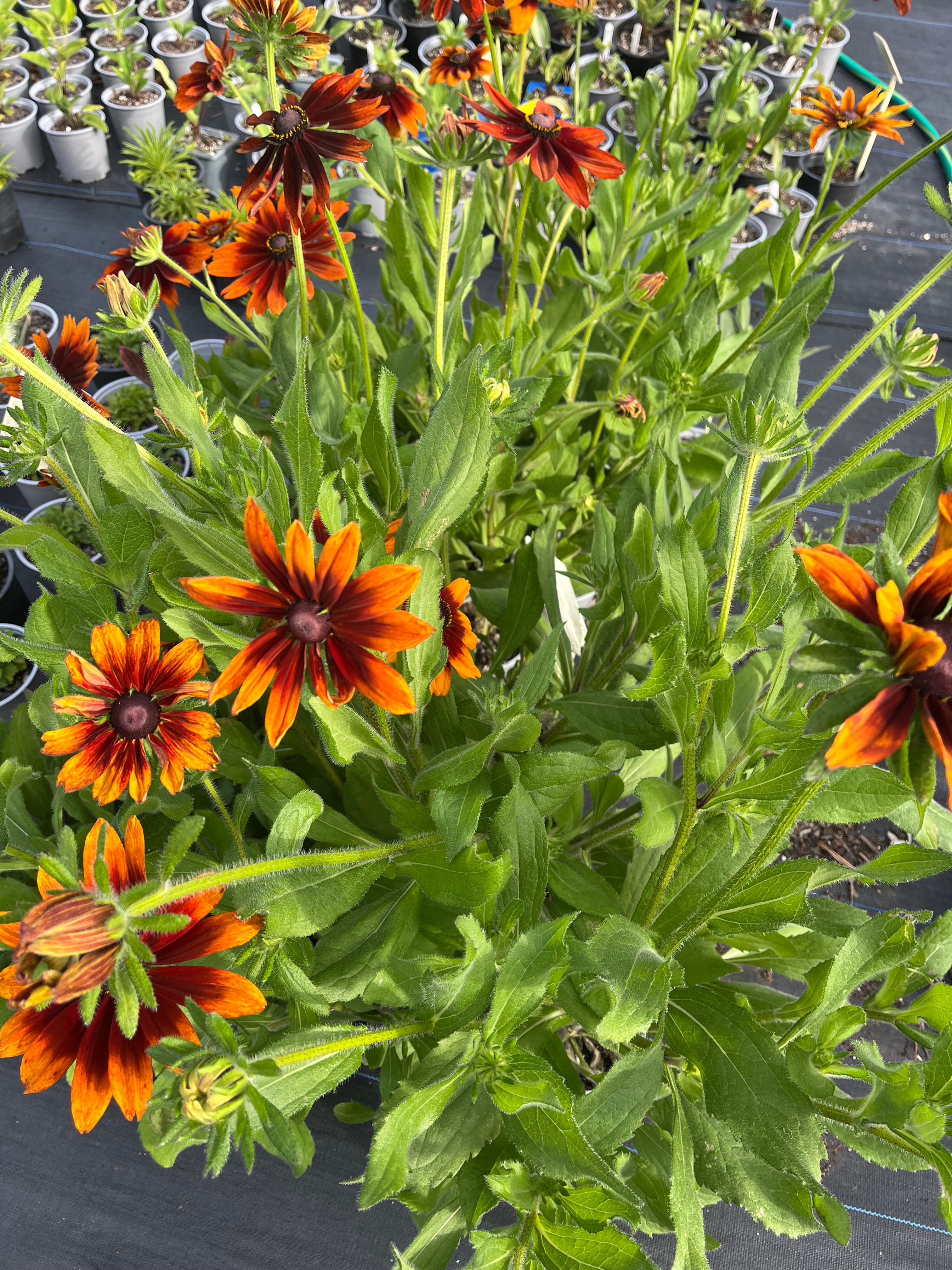Rudbeckia Autumn Tones
