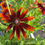 Thumbnail: Rudbeckia Autumn Tones