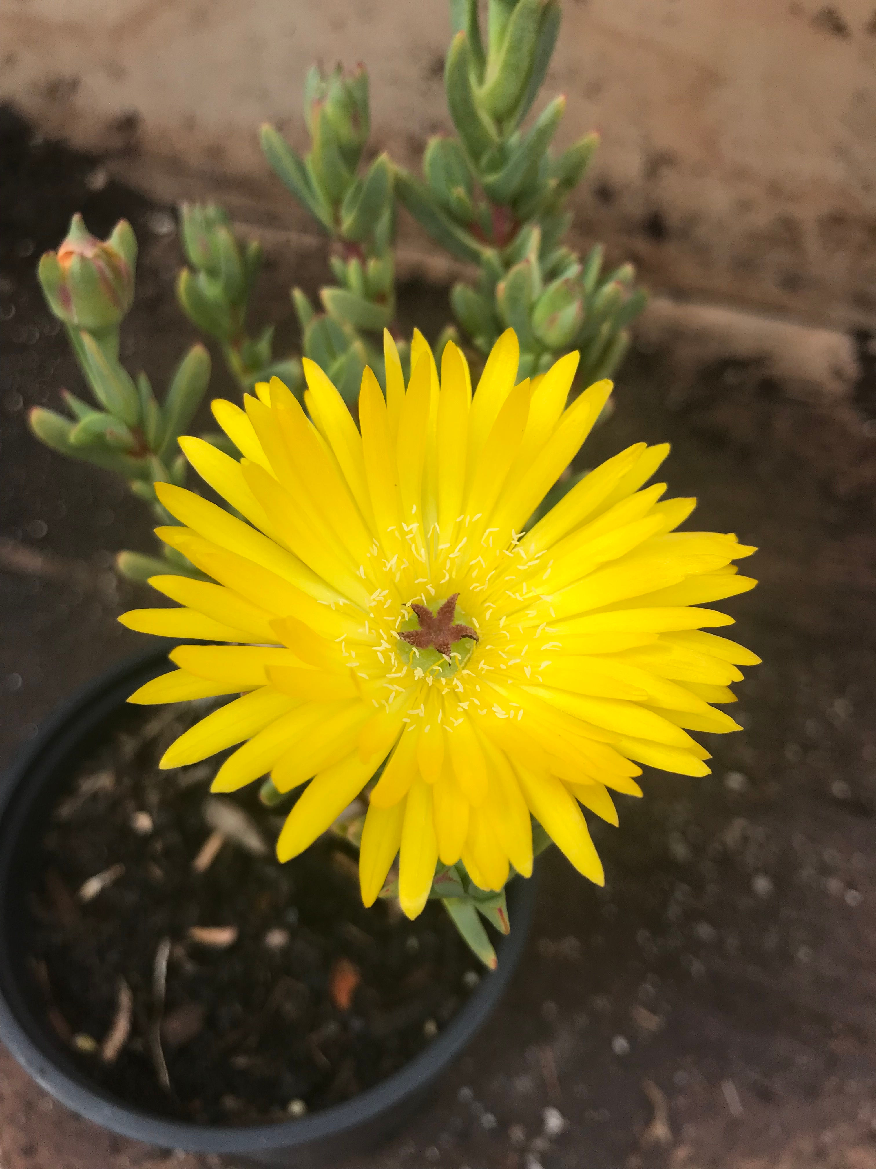 Iceplant Yellow