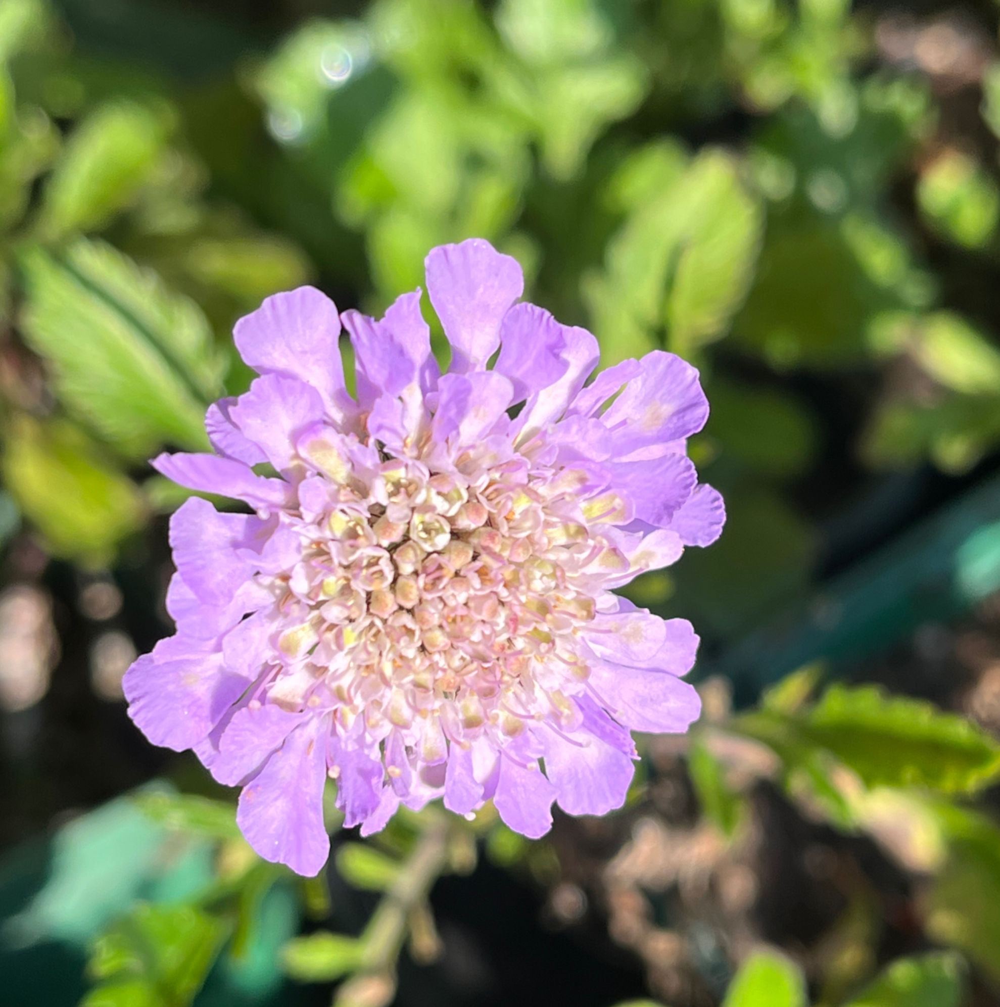 Scabiosa Butterfly Blue