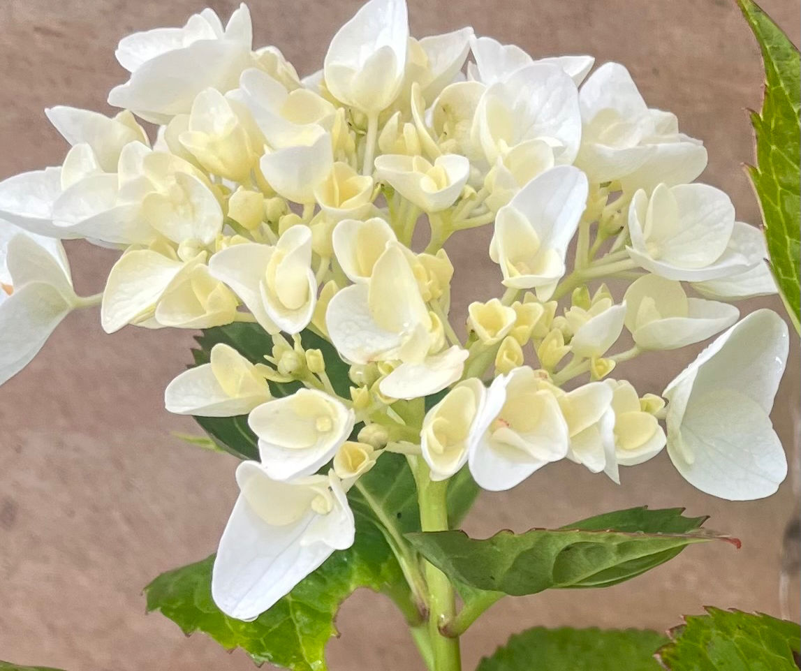 Hydrangea Princess Juliana