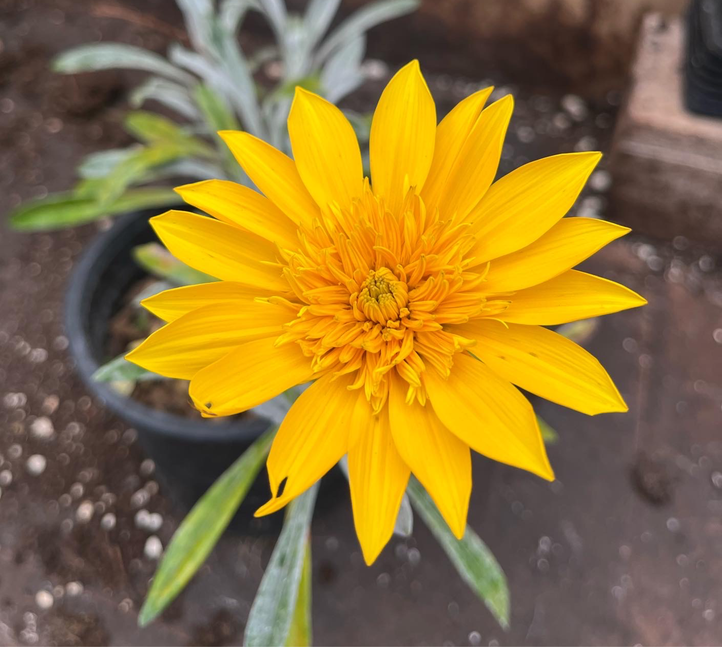 Gazania Sahara yellow