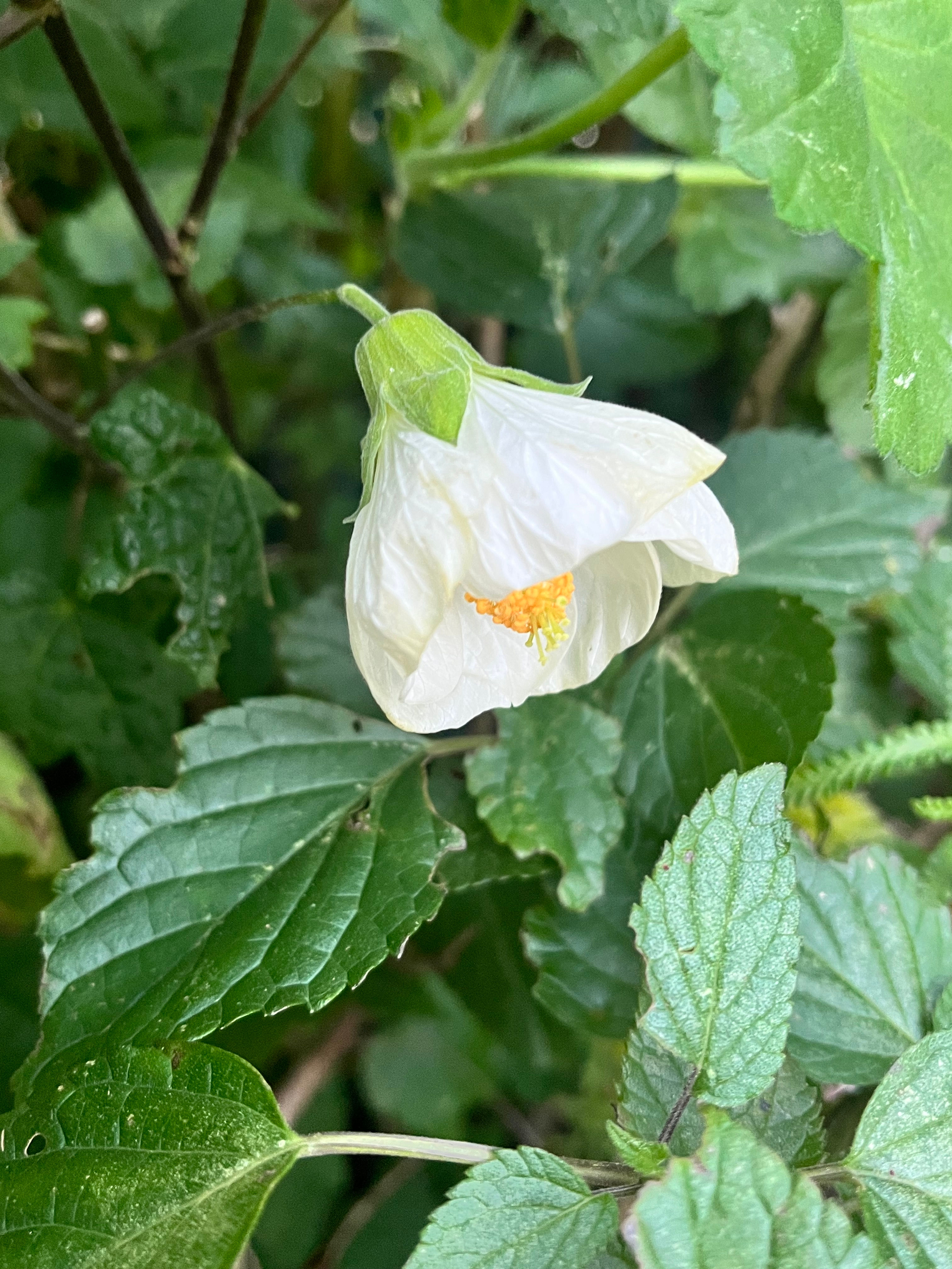 Abutilon White